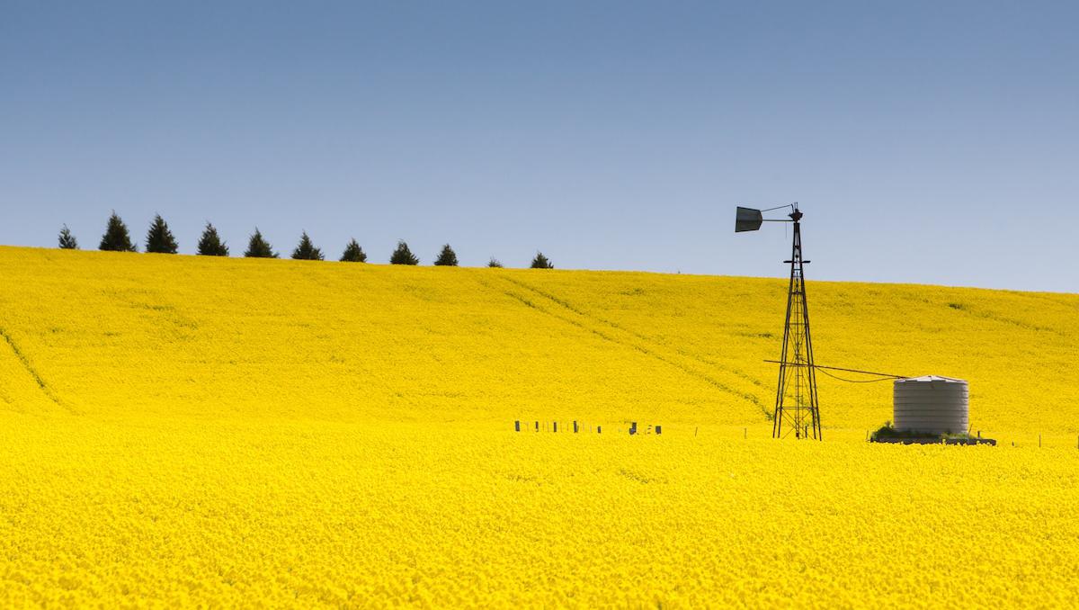Supply shock ripples across agricultural commodities